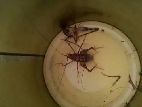 擅长:生物学高考花鸟鱼虫地理谜语 向ta提问私信ta  展开全部 灶马蟋