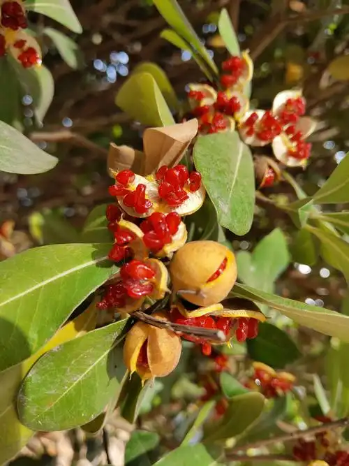 海桐果实成熟了