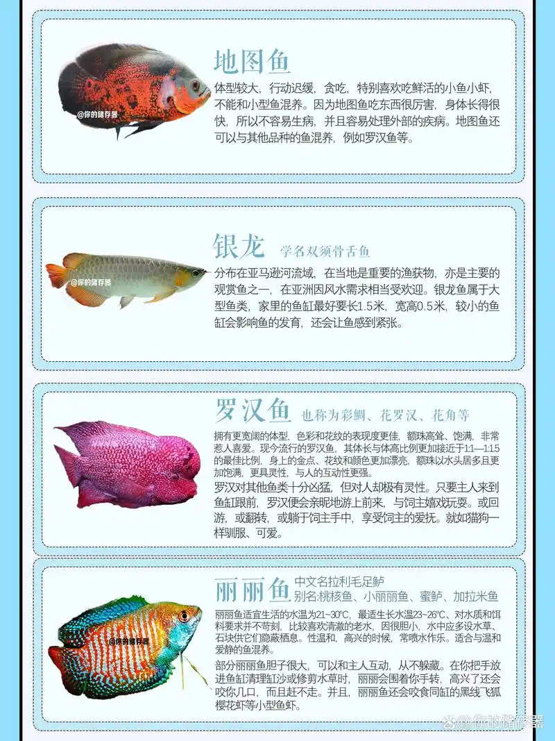25种适合新手小白养的观赏鱼!想养鱼的码住咯