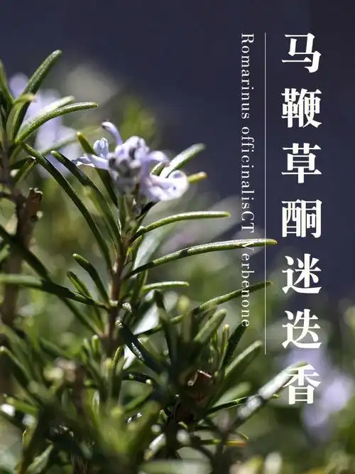精油科普单方精油马鞭草酮迷迭香