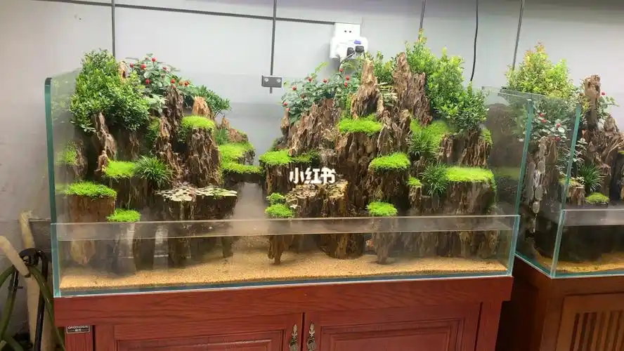 1米2水陆缸这状态太棒了