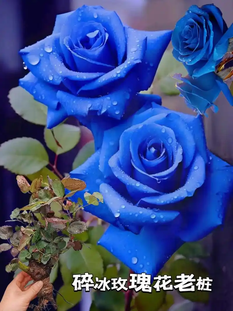 碎冰蓝玫瑰,又名蓝色妖姬花语:纯真善良,不离不弃 蓝色妖姬玫 - 抖音