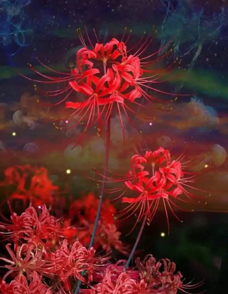 彼岸花的花语,想你是一种美丽的忧伤和甜蜜的惆怅.