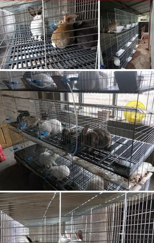 加粗12位24位商品兔子笼大型养殖场子母笼种兔笼子成年兔舍养殖笼 12