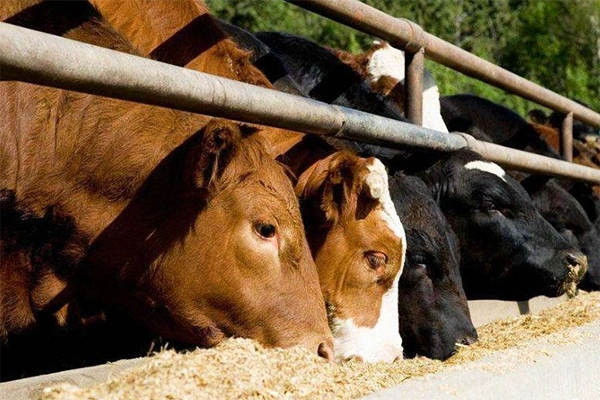 养牛之前都需要准备什么四川牛饲料添加剂厂家提醒入行的朋友速看