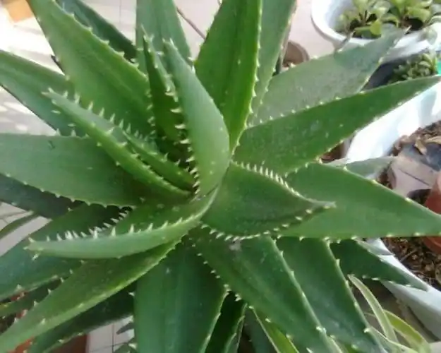 想养爆芦荟学会5个小妙招叶子肥厚新芽疯长