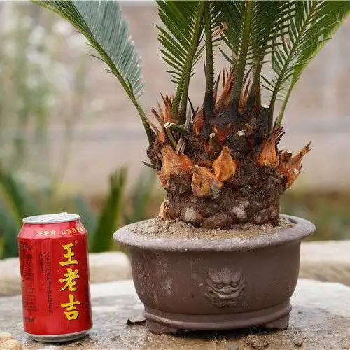 多头铁树盆景植物子母铁白磷铁个性铁树铁树盆栽苏铁白鳞铁奇怪铁