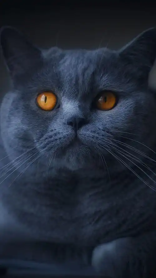 壁纸 灰猫,橙色的眼睛,黑暗 1920x1200 hd 高清壁纸, 图片, 照片