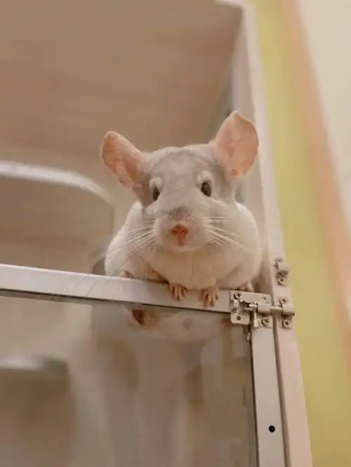 龙猫日常  #龙猫  #chinchilla  #宠物龙猫