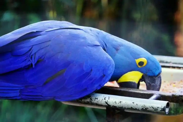 "梦境": 巴西(上)(1)