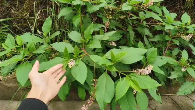 农村常见野生植物,农民称"山萝卜",有多少人认识与了解它呢?