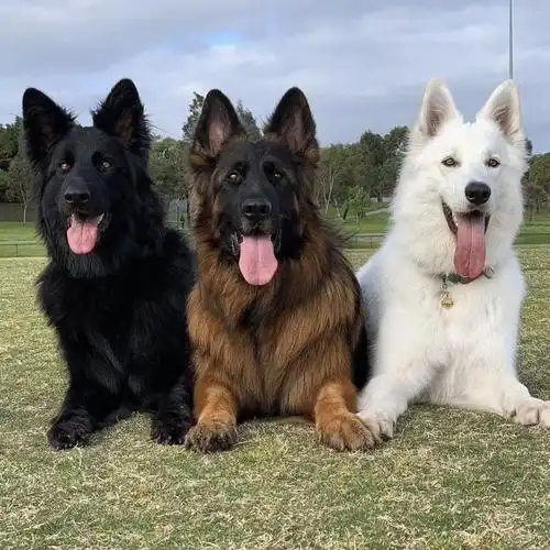 纯种东德牧羊犬活体幼犬德国牧羊黑背犬白德牧瑞士牧羊犬幼崽活物