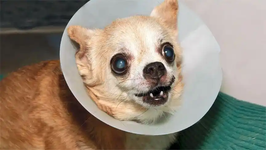 搞笑宠物视频:世界上最凶的吉娃娃,第一季#7