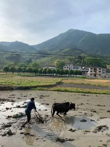 牛耕田现在已经不太看得到了