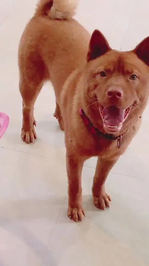 五红金钱卷尾狗,开门睡觉家安宁 !