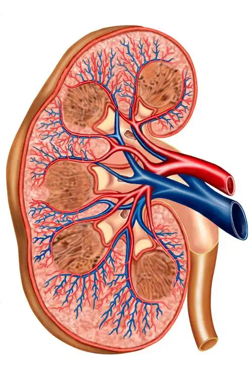 肾弓形动脉图片_肾弓形动脉高清图片素材库