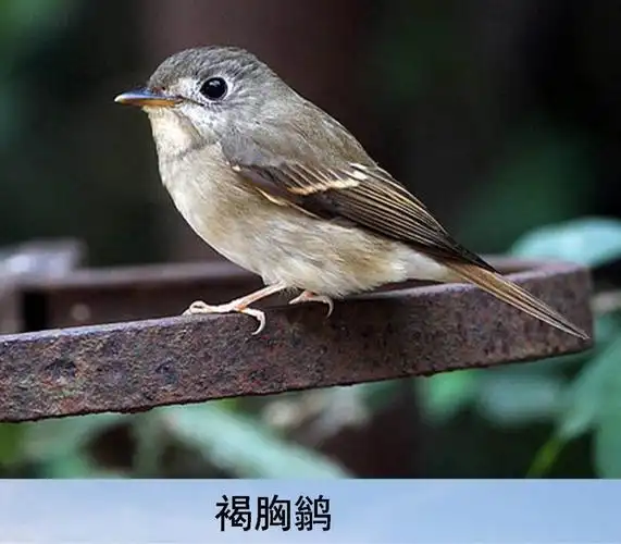 看图识鸟 (34) 鹟科