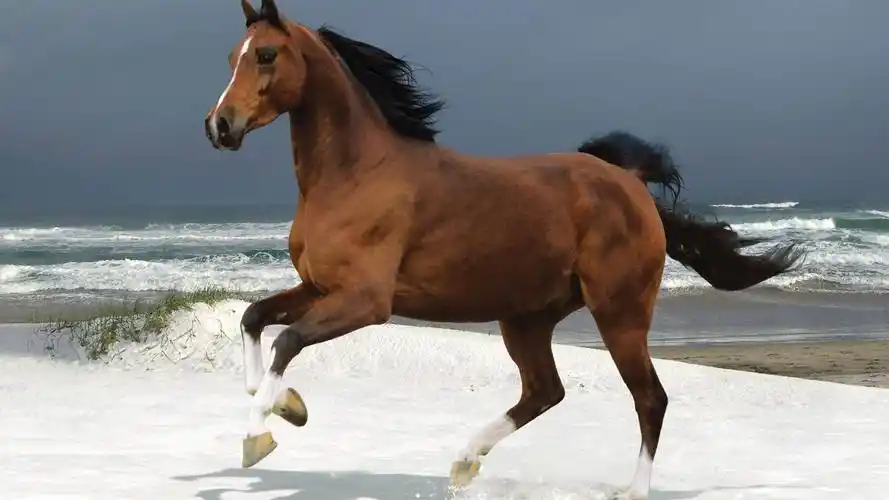 马和马配(马和马配婚姻好不好是几合) - 珍缘易学