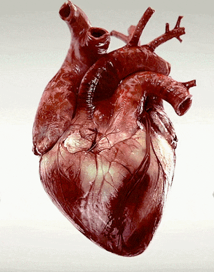 人类心脏图片真实照片
