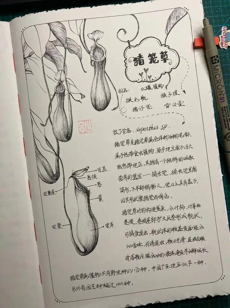 原创植物随意手帐 猪笼草 #绘画练习 #每日一画 #一起学画 - 抖音