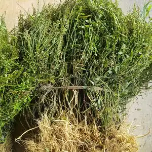 新鲜半枝莲潮汕纯天然中药材四方枝仔韩信草500g另售铁树叶半边莲