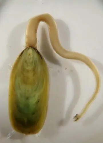 下图为    舌形贝   lingula anatina   ,俗称   鸭嘴海豆芽