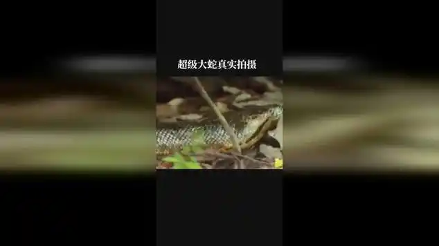 超级大蛇真实拍摄现场实拍狂蟒之灾大自然|动物实拍|野生动物|爬行