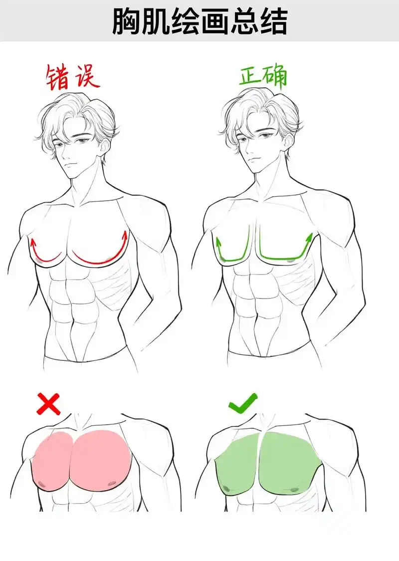 如何画出好看的胸肌.