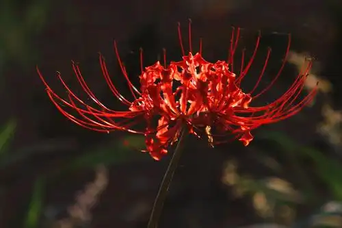 无尽的思念,绝望的爱情——彼岸花