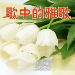 圣诞平安!歌词 歌中的雅歌圣诞快乐!圣诞平安!lrc歌词_九酷音乐