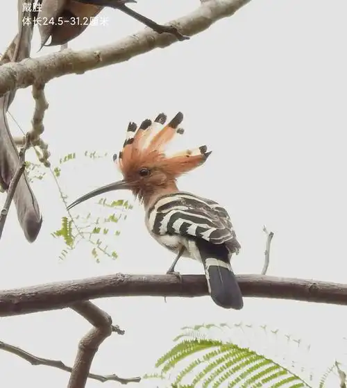 遇见吉祥如意的戴胜鸟