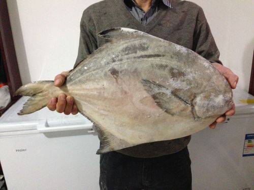 野生超大鲳鱼 威海海鲜水产 大只 威海银鲳鱼 5斤 1条2 - 爱购网