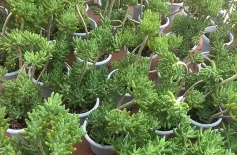 八千代多肉徒长怎么处理