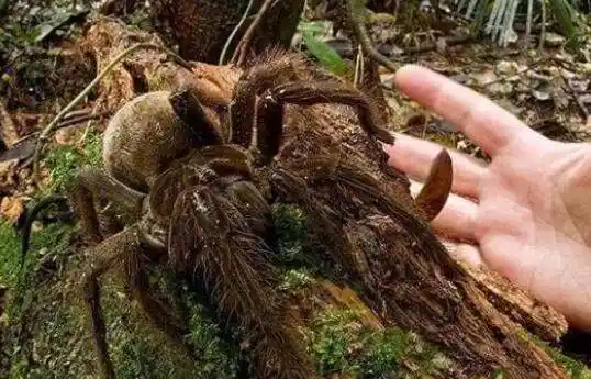 世界上最大的蜘蛛 体型庞大让人毛骨悚然