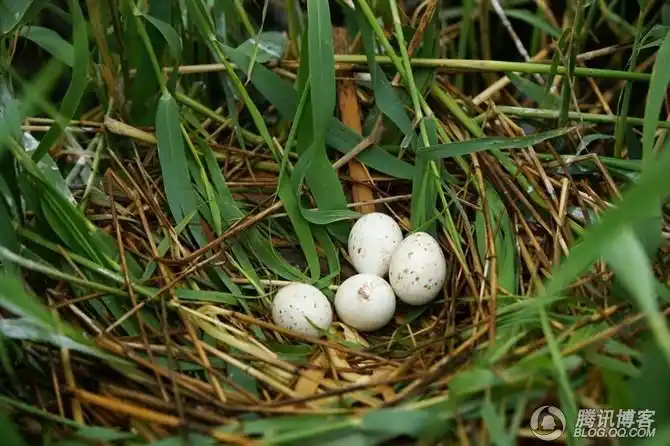 小鷿鹈蛋须浮鸥蛋骨顶鸡蛋与雏儿苍鹭草鹭风头6867白琵鹭这是一窝