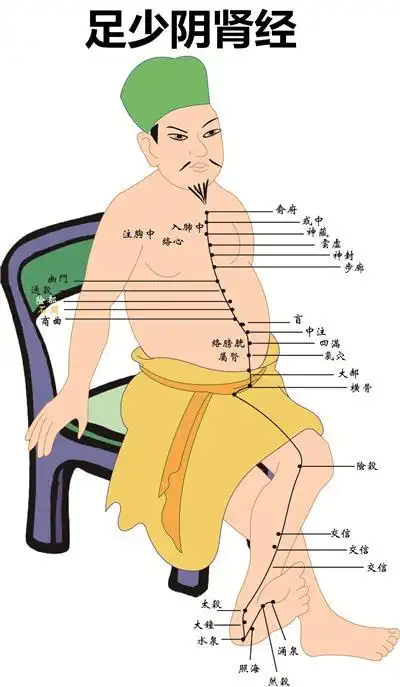 经络24小时(10)——肾经