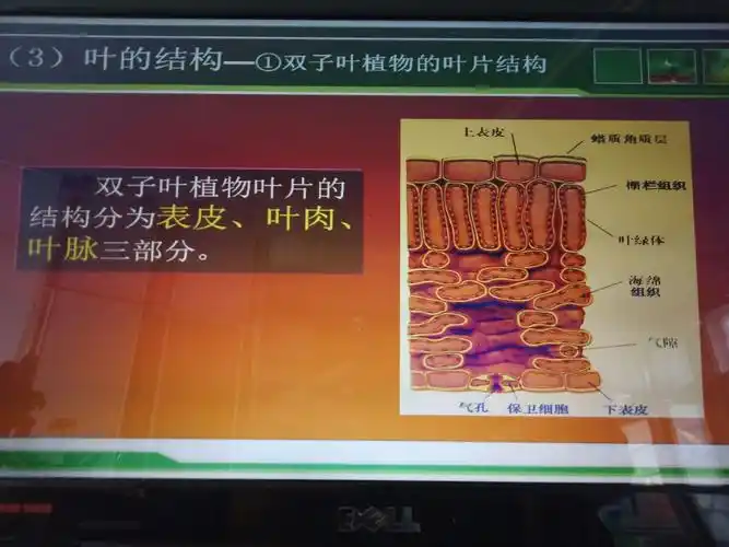 本节主要讲解双子叶植物叶结构,由表皮,叶肉,叶脉三部分组成.