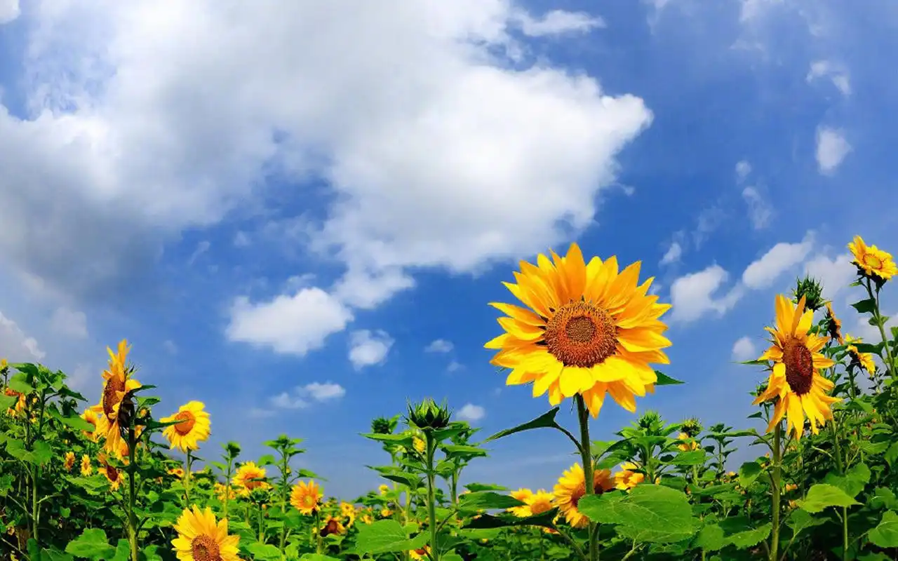 太阳花向日葵唯美图片桌面壁纸-风景壁纸-壁纸下载-美桌网