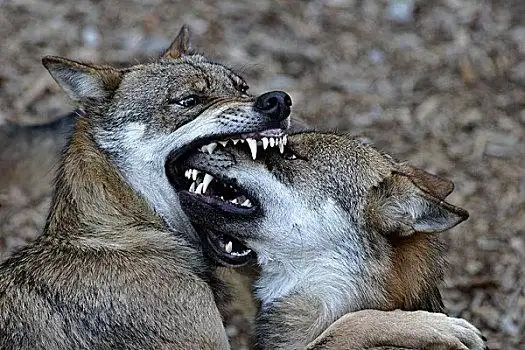灰狼,狼,咬,口鼻部,顺从,独特,捷克共和国
