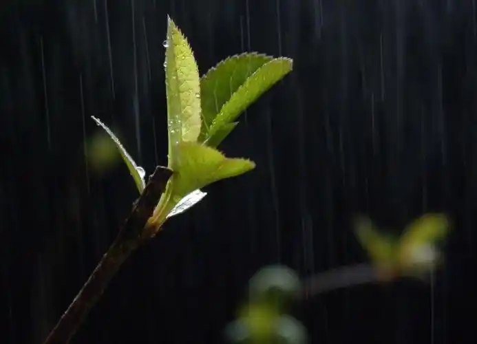 关于春雨的精选随笔