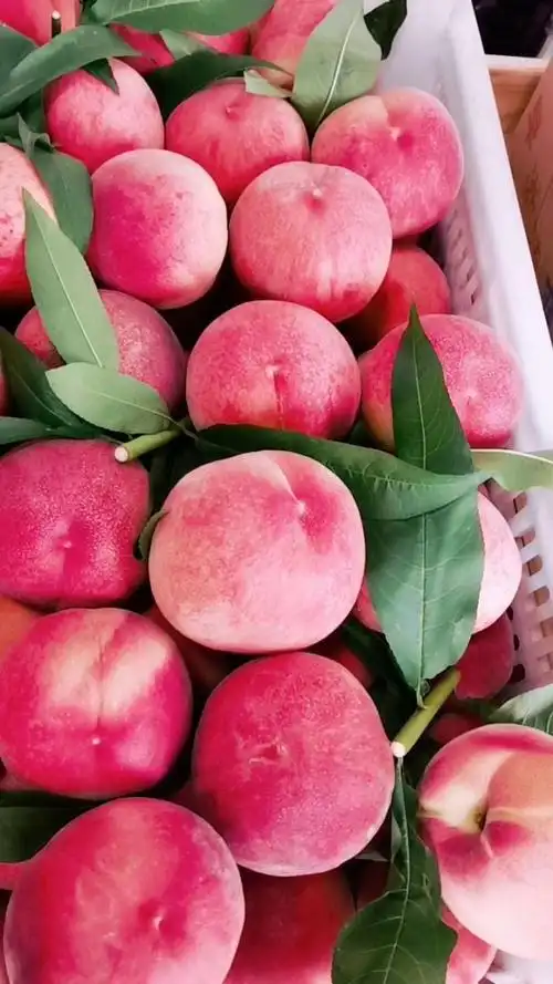 春雪蜜桃!好吃得桃子它不纯在吃不了的问题