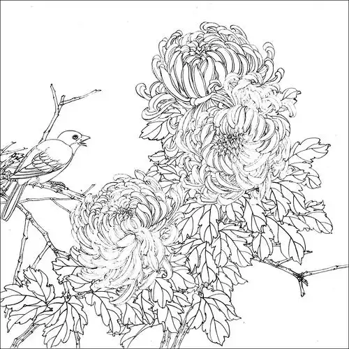 工笔花鸟白描,难得一见的好资料 (高清晰)_人民号