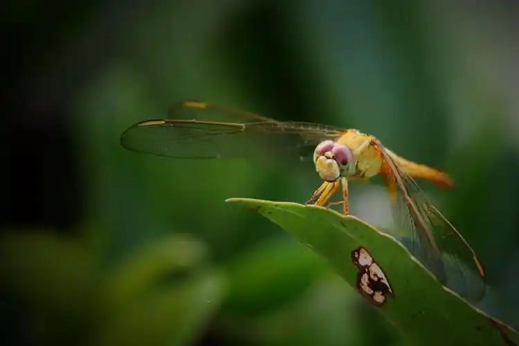 蜻蜓豆娘和蝴蝶