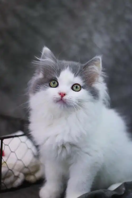 家养蓝白高地妹妹