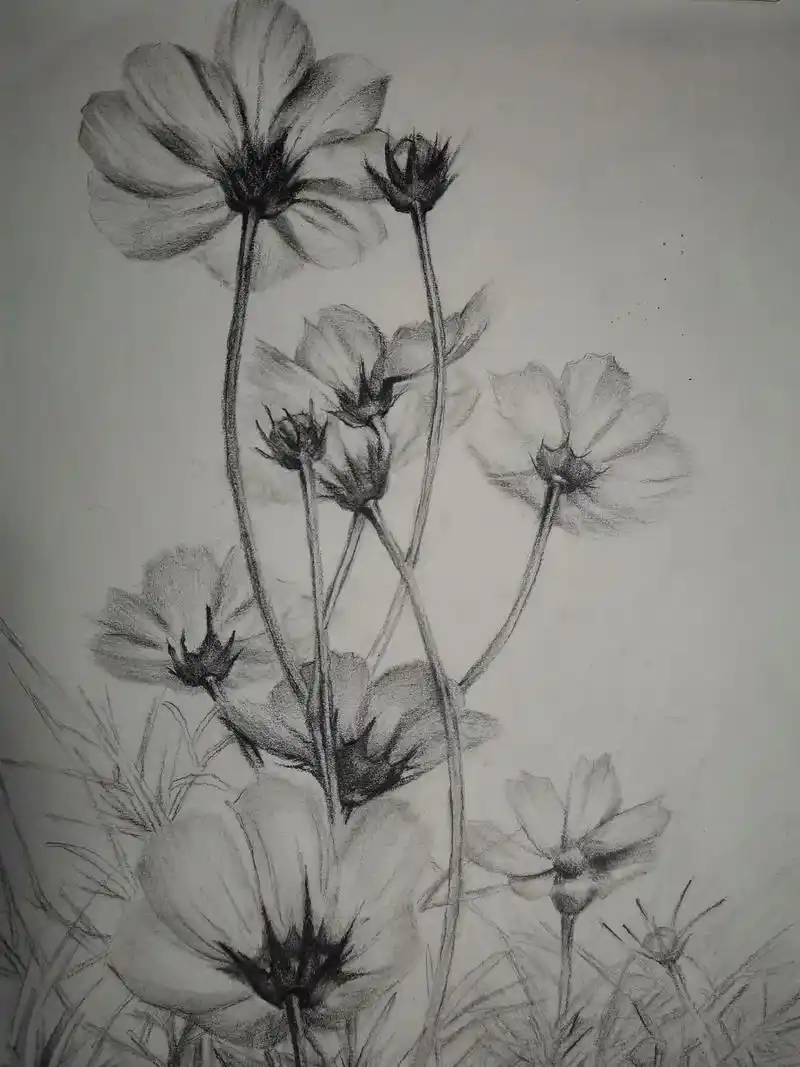 素描花卉手绘《阳光之下波斯菊》透着阳光的照绕下的波斯菊,清 -抖