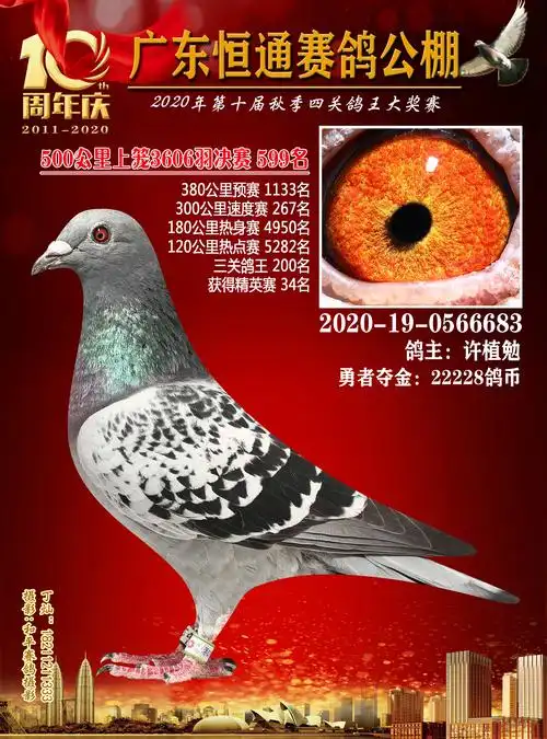 2020年恒通赛鸽公棚四关鸽王获奖鸽501-600