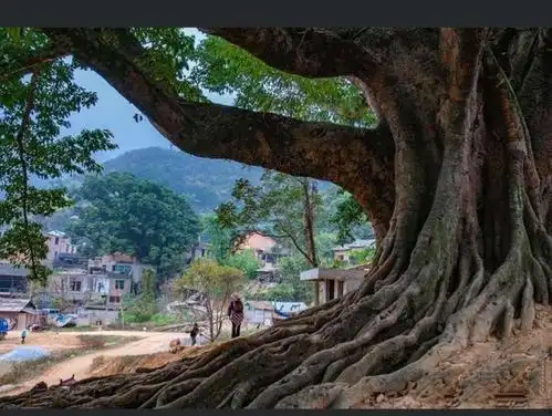 云南有个《坝美村》