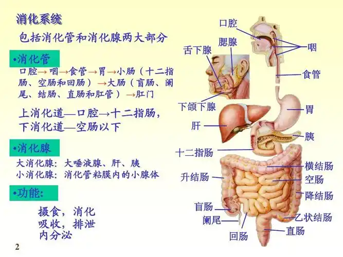 消化系统局部解剖学ppt