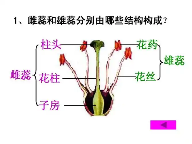 1,雌蕊和雄蕊分别由哪些结构构成?