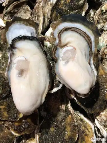 牡蛎湛江市官渡生蚝带壳一件装特产新鲜海鲜批发零售